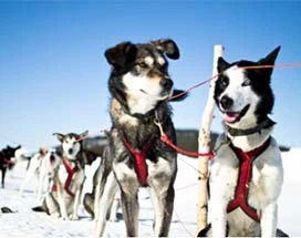 jukkasjarvi-huskysafari-winterwonderland