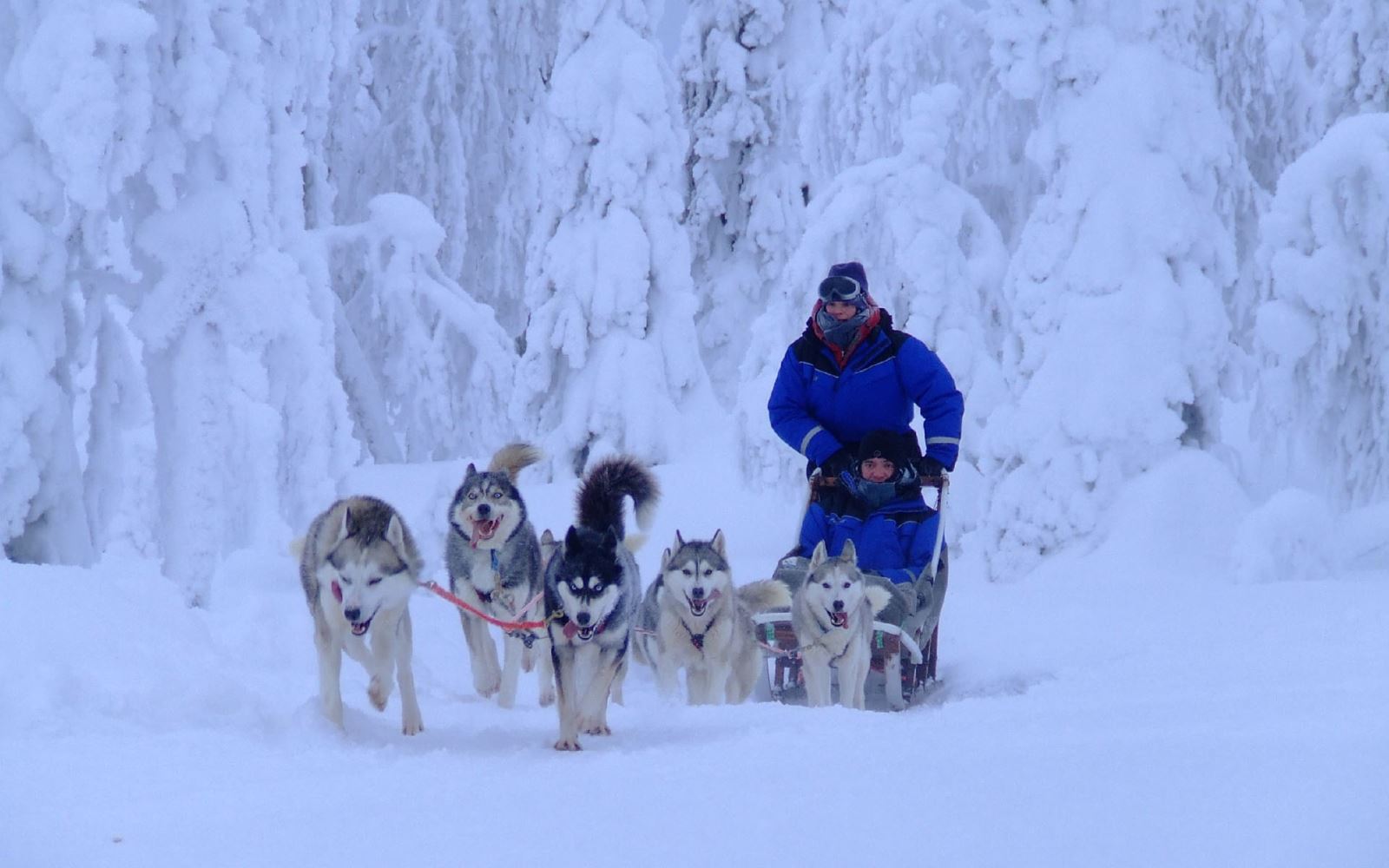 huskysafari