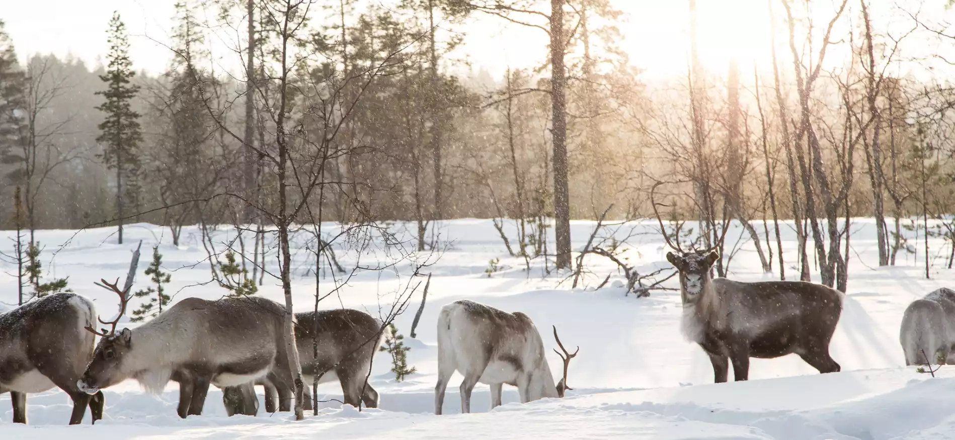 Sneeuwavontuur Aanaar