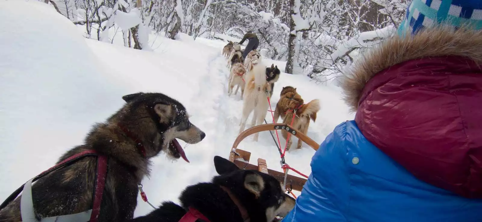 Sneeuwavontuur Kukkolaforsen Kids