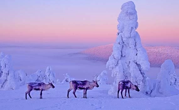 midweek levi lapland