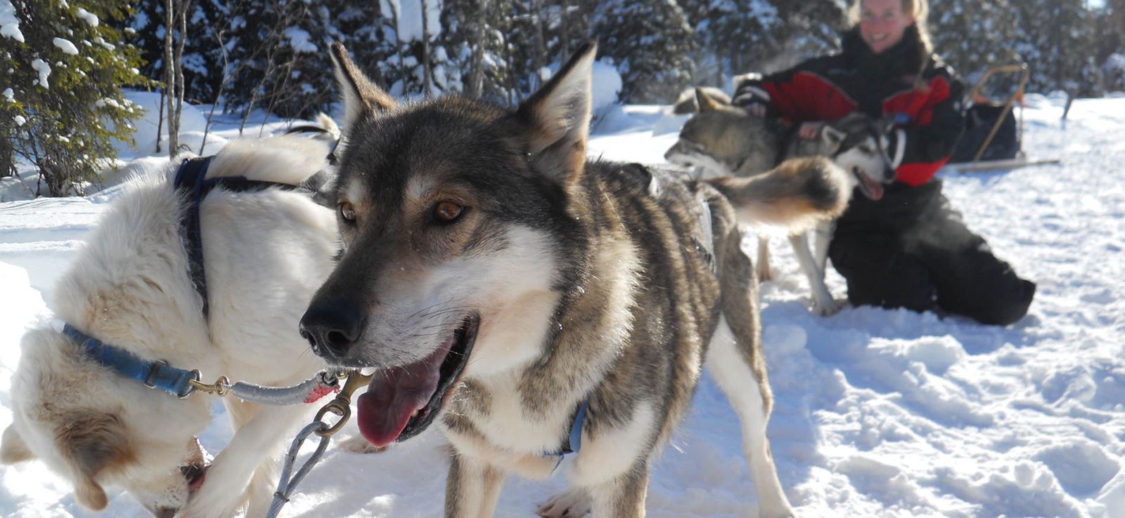 husky-sneeuwavontuur-finn-jann-header