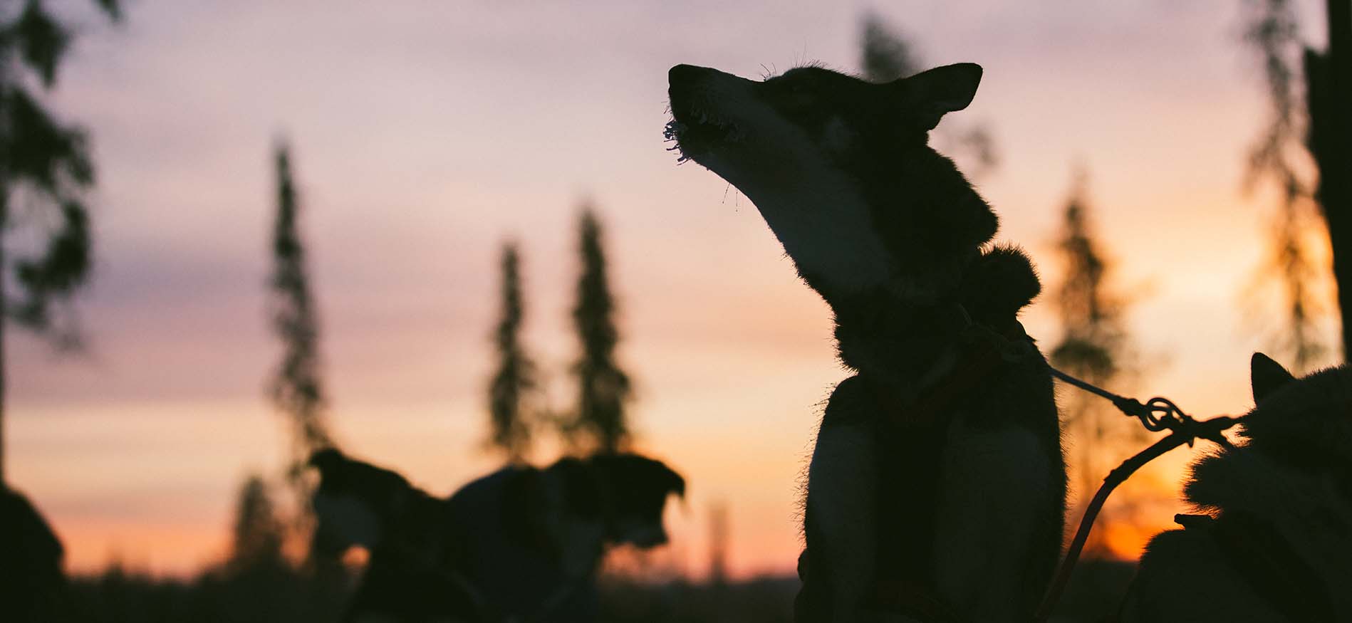 tunturinlaita-apparementen-header