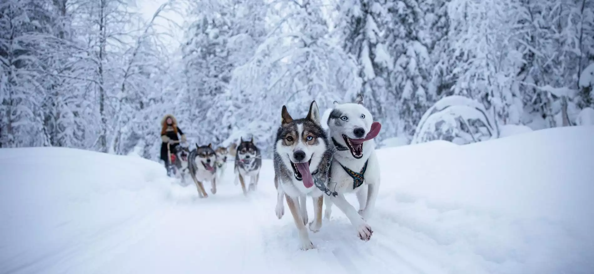Husky- en sneeuwavontuur Salla