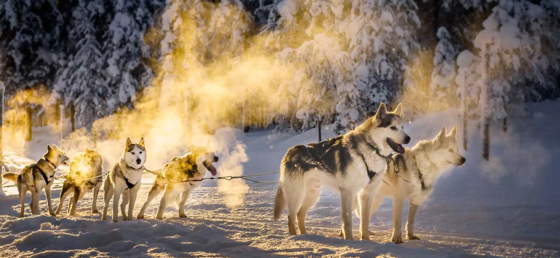 Husky- en sneeuwavontuur Salla