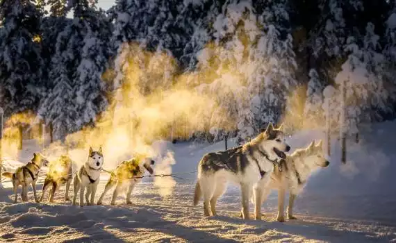 Husky- en sneeuwavontuur Salla