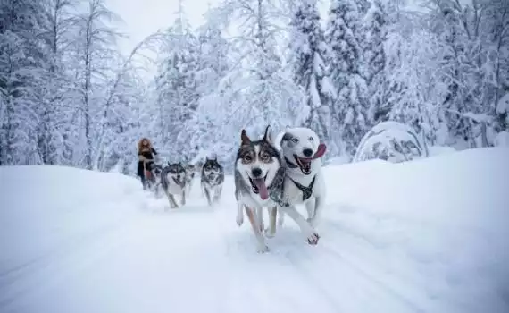 Husky- en sneeuwavontuur Salla