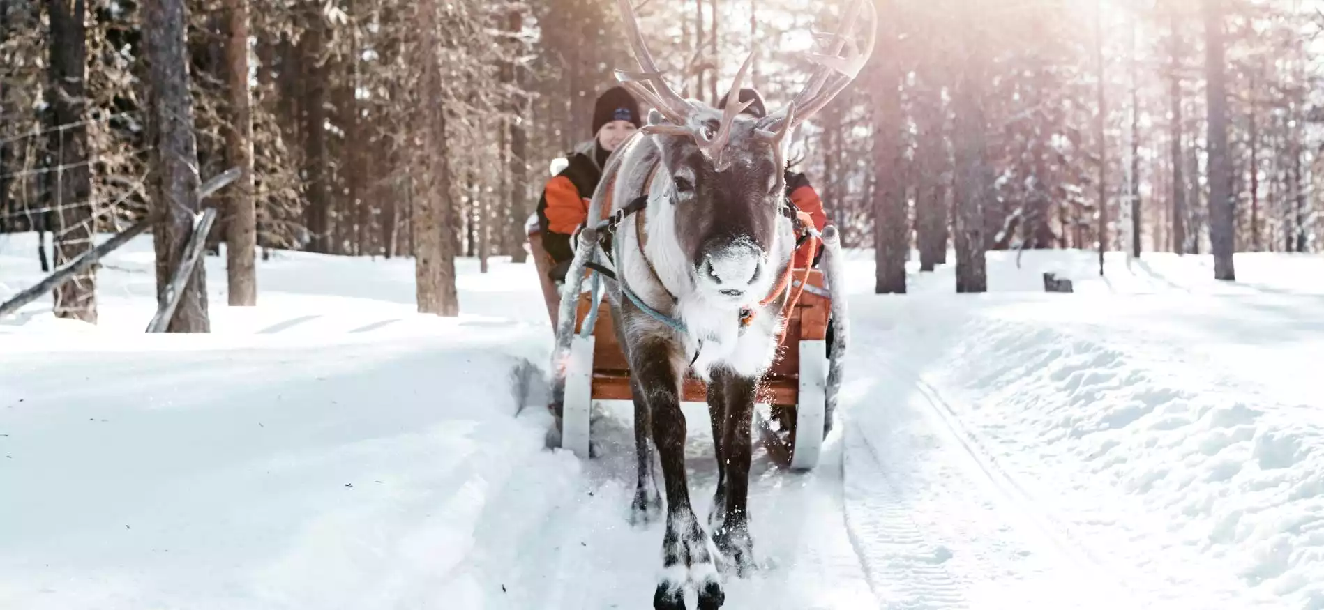 All you need is Lapland