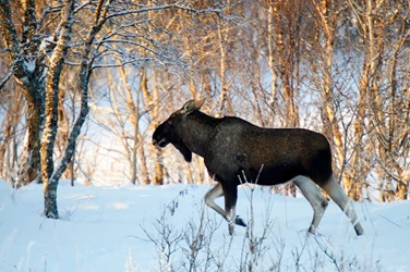 ringstad-sjohus-eland-in-de-sneeuw-ian-robins