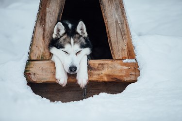 husky-16-