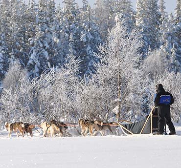 huskysafari lapland