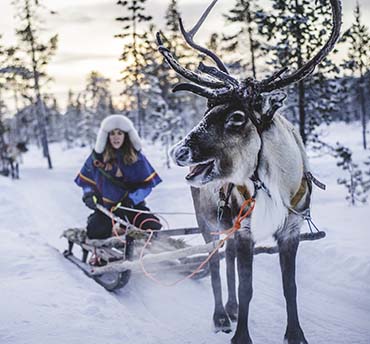 dierenwelzijn in lapland