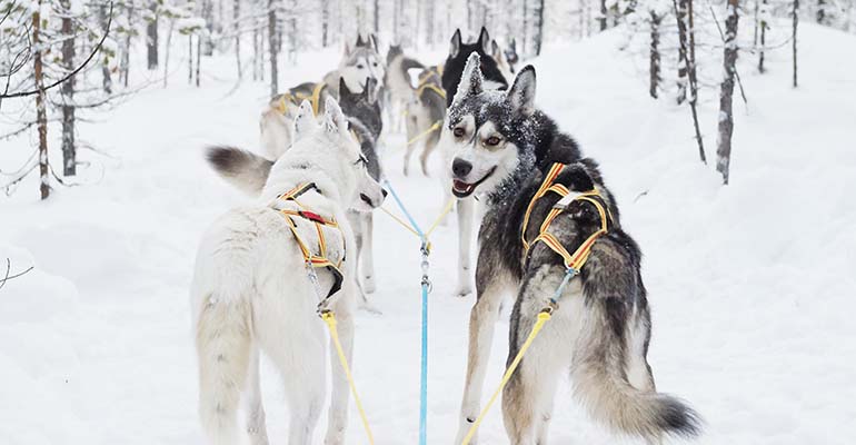 husky's in Lapland