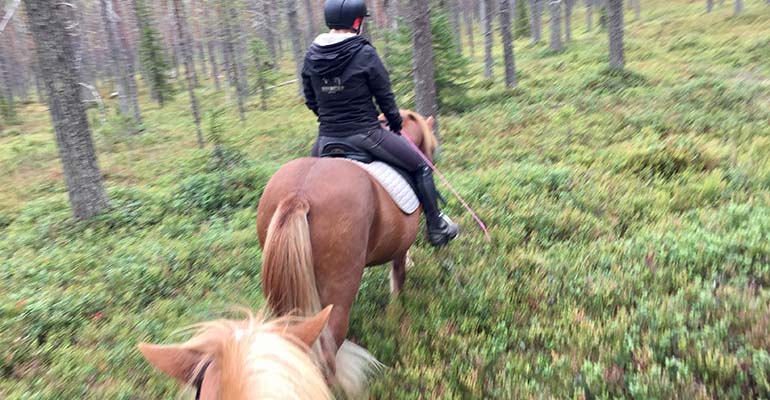 paarden in lapland