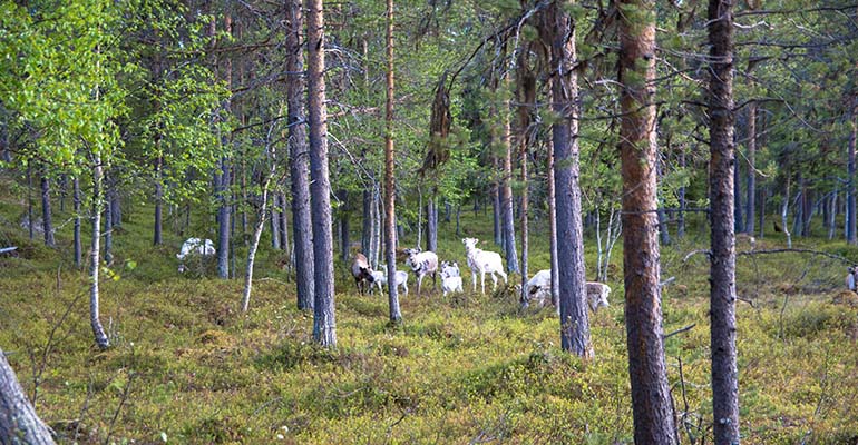 rendieren zomer lapland