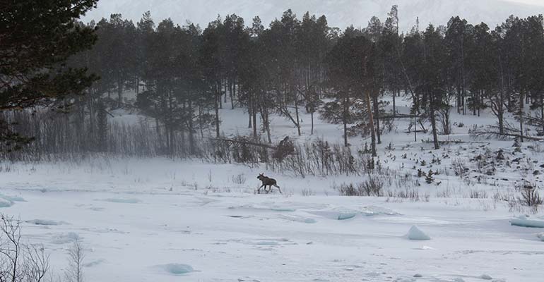 wildlife in Lapland