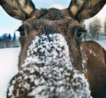 elanden spotten lapland