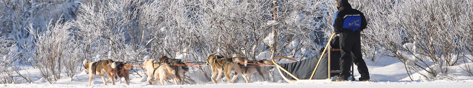 Huskysafari Lapland