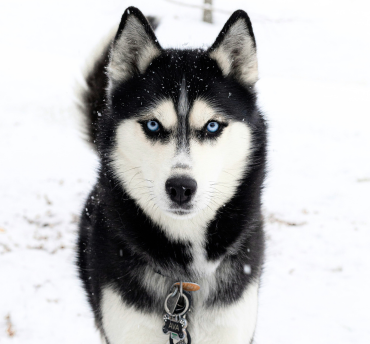 lapland vakantie