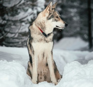 Huskysafari