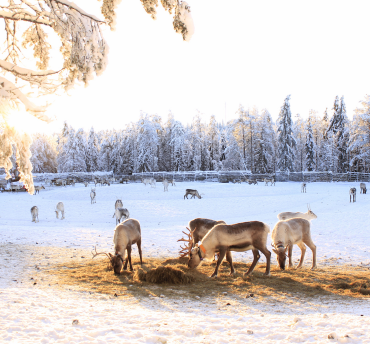 weekend of midweek Lapland