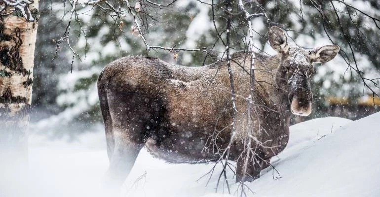 elanden spotten in Zweeds Lapland