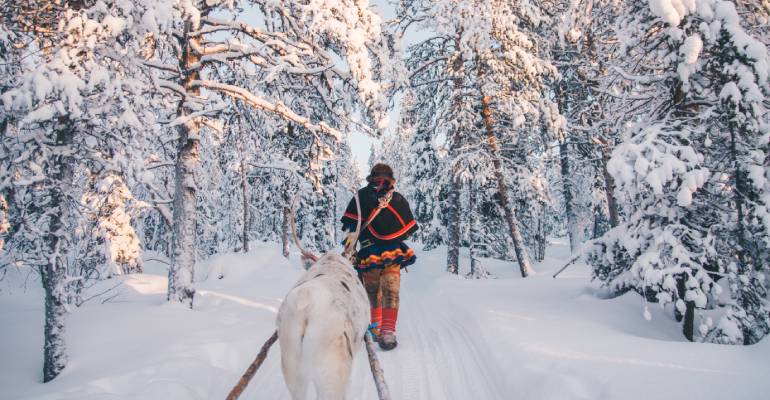 rendieren in Zweeds Lapland bij Sami
