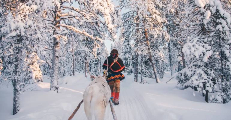 rendieren in Zweeds Lapland bij Sami