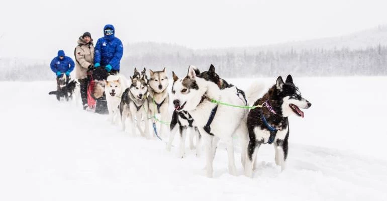 huskysafari in Skellefteå Zweeds Lapland