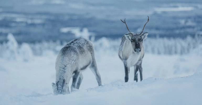 verschil ligging fins en zweeds lapland uitgelegd