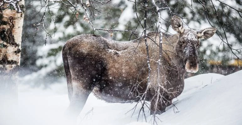 elanden in zweeds lapland