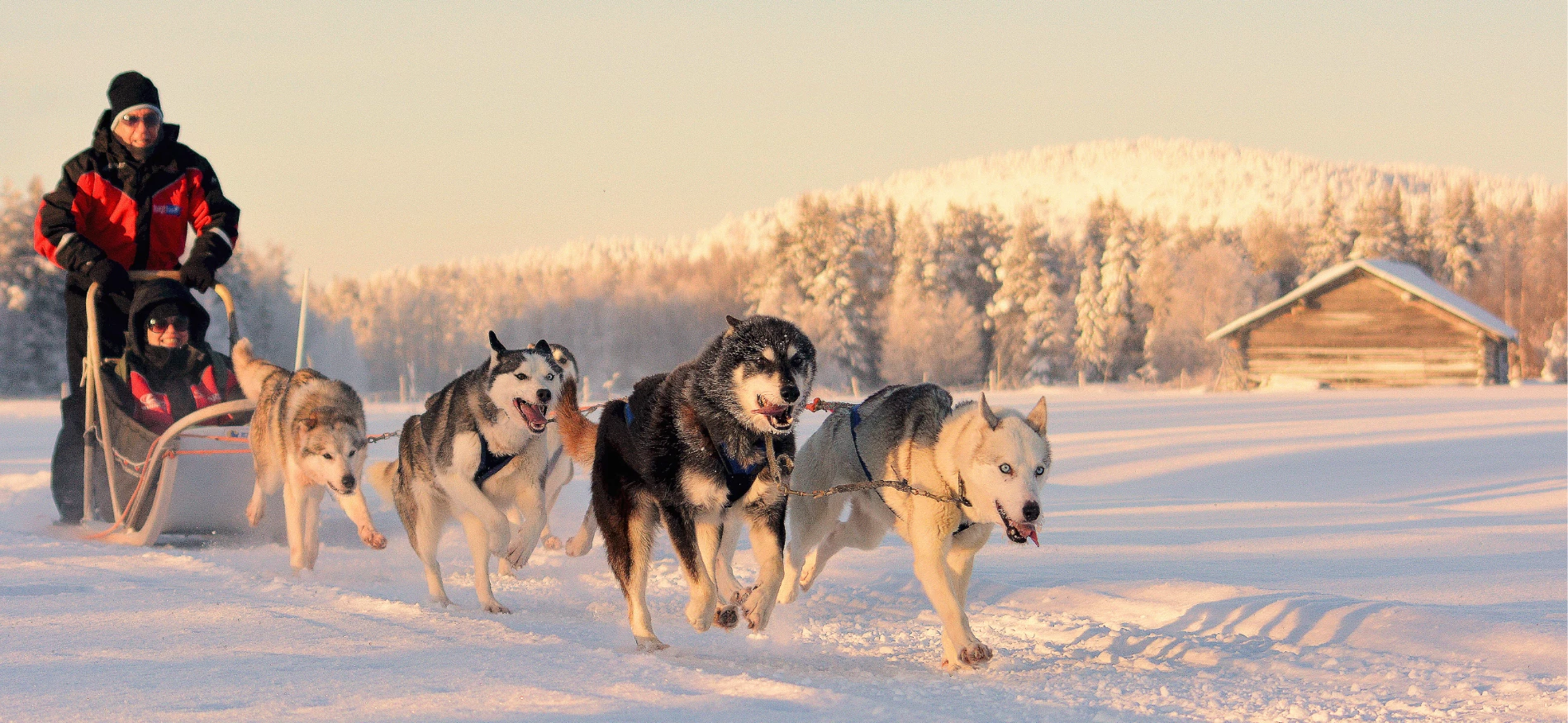 Huskysafari Lapland