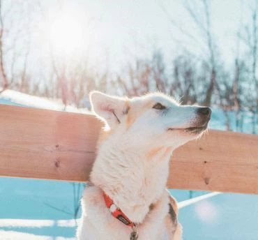 dierenwelzijn in lapland
