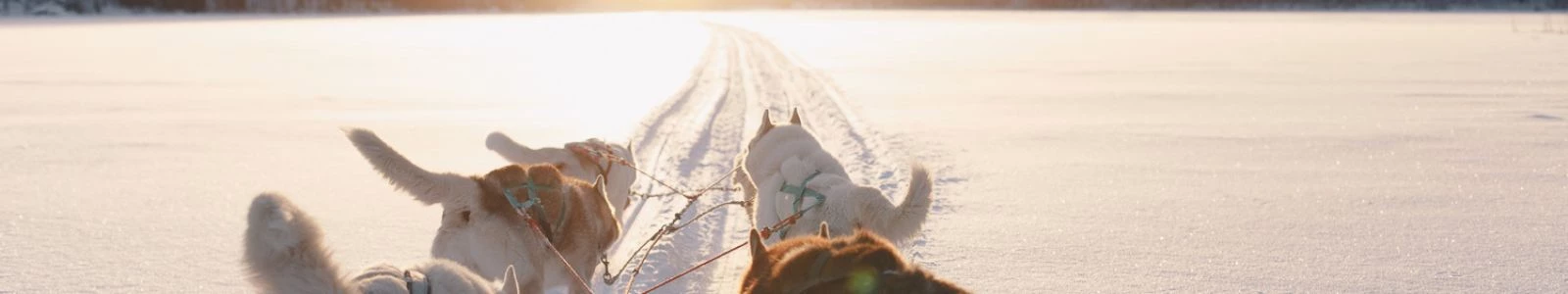 Wat te doen in Rovaniemi?