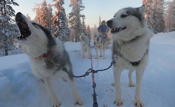 dierenwelzijn lapland