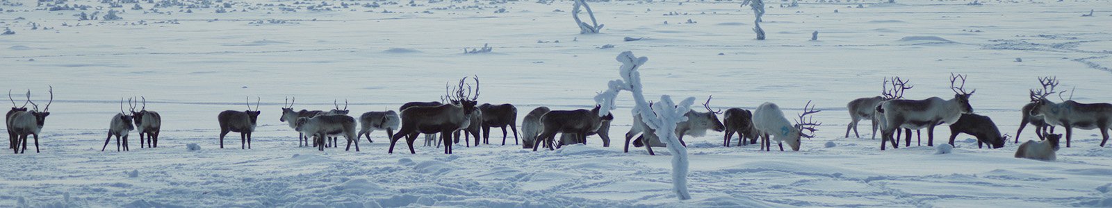 Rechtstreekse vlucht naar Zweeds Lapland in de winter